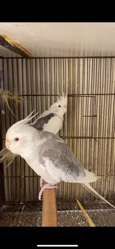 Conure Pair & Fallow Cockatiel Pairs READ AD  CAREFULLY BELOW 3