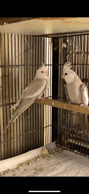 Conure Pair & Fallow Cockatiel Pairs READ AD  CAREFULLY BELOW 4