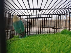 Parblue Opaline Green Blue Fisher Lovebirds - Self Pathay - Albino