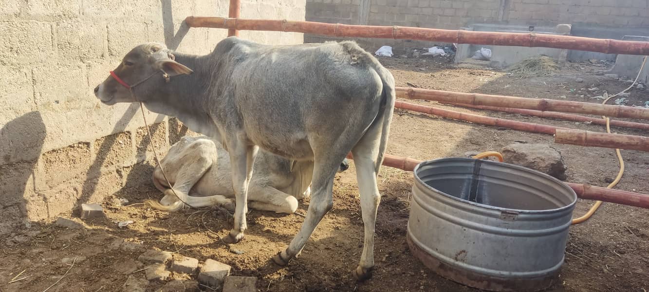 cow bachra for sale 2