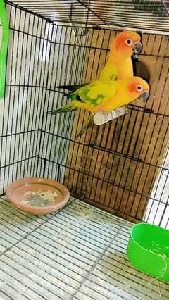 sun conure pair