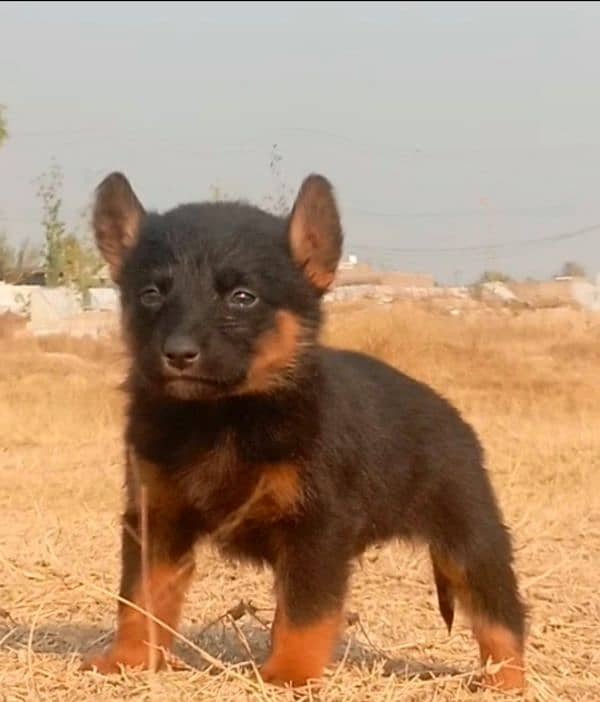 German Shepherd Dabal coat male available for sale 0