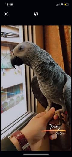 African Cango Grey parrort Jambo size