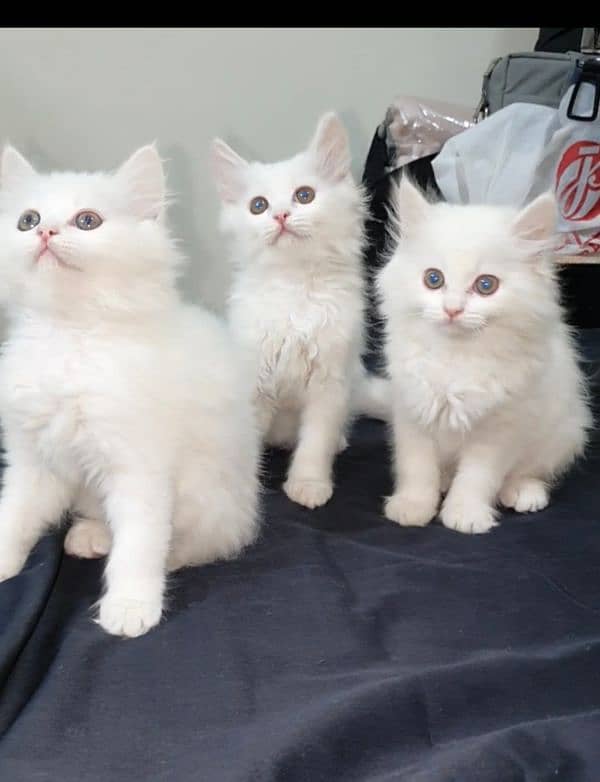 Persian (Pure White) 0