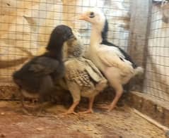 Heera Cross Aseel Chicks 03204143422