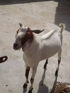 Bakra For Sale