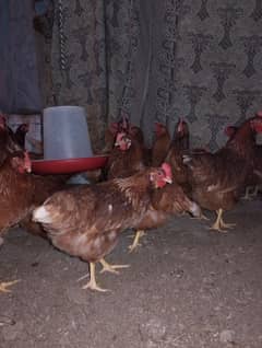 Lohman Brown Hens|lohman Black | egg laying Hen | 16 Week  | murghi