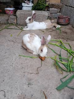 Rabbit Pair For Sale