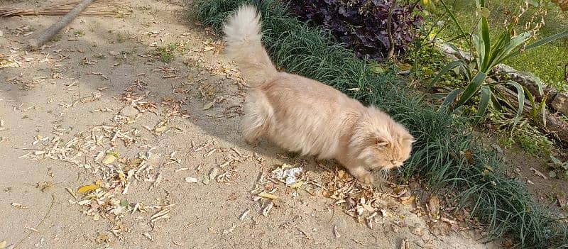 Persian Cat Double Coated 3