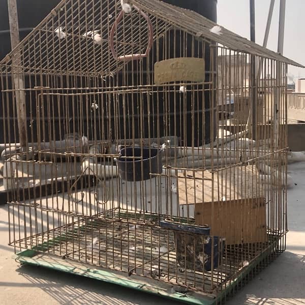 parrot cages 3