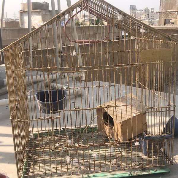 parrot cages 4