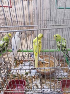 Budgies chicks