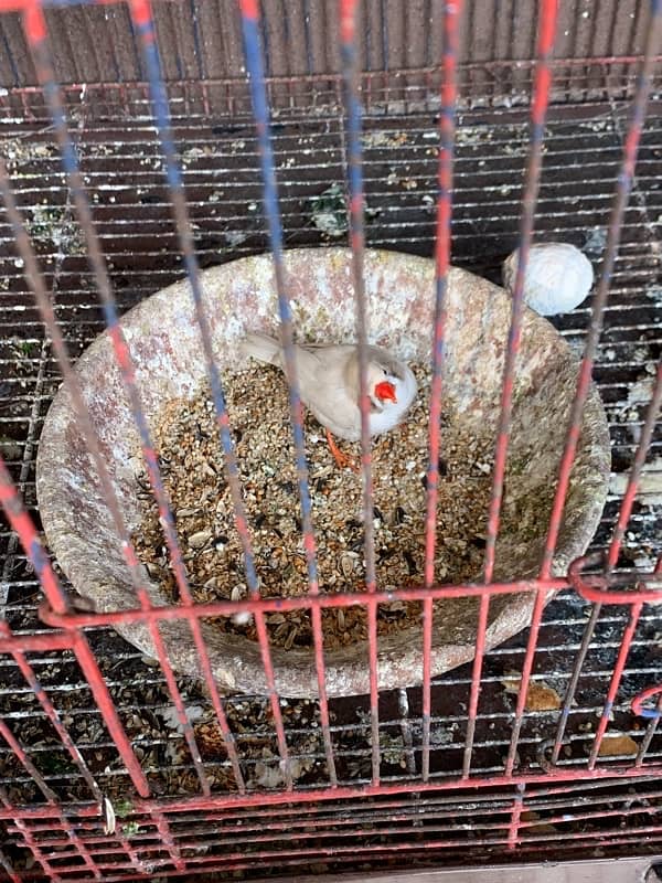 zebra finches 0