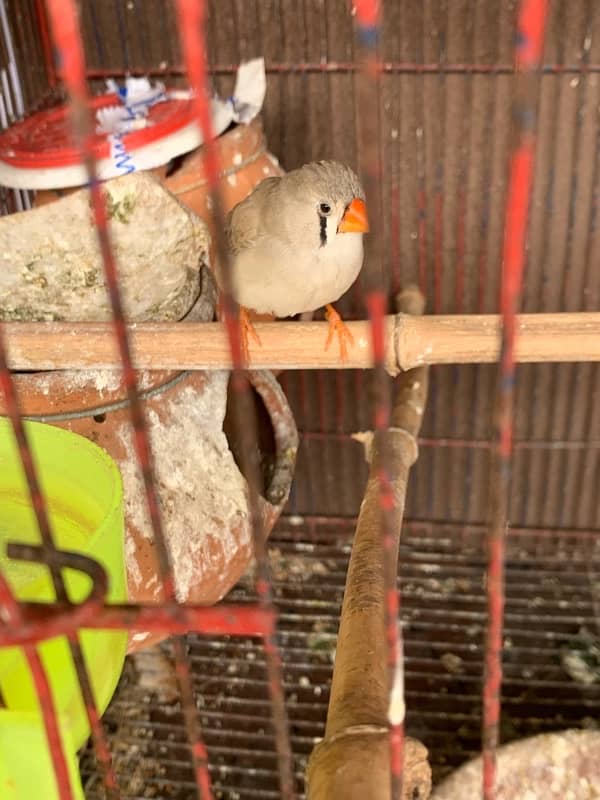 zebra finches 1