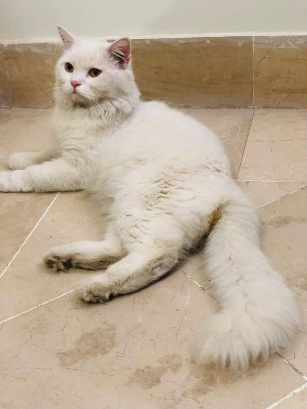 Triple coated white male Persian cat for sale 0