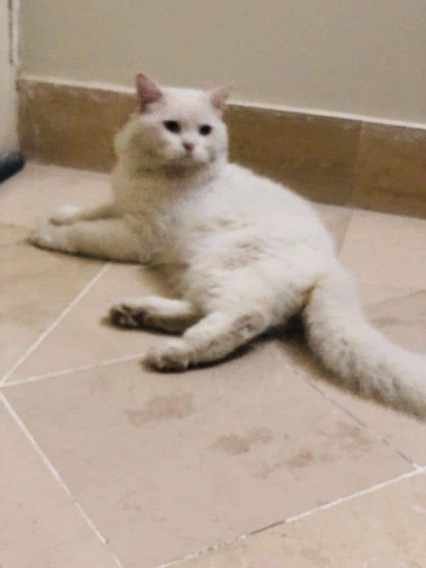 Triple coated white male Persian cat for sale 1