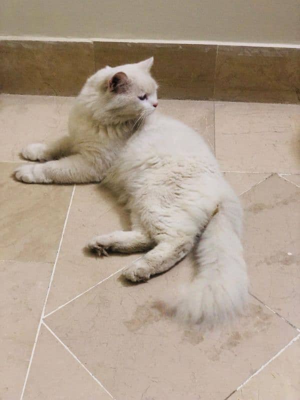 Triple coated white male Persian cat for sale 2