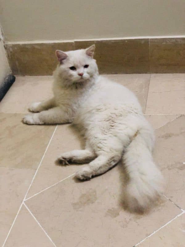 Triple coated white male Persian cat for sale 3