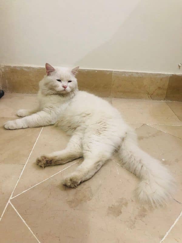 Triple coated white male Persian cat for sale 4