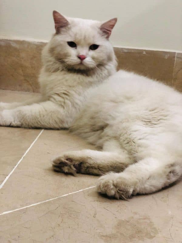 Triple coated white male Persian cat for sale 5