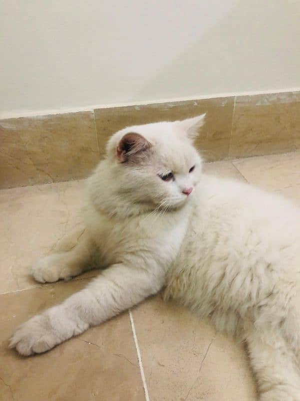 Triple coated white male Persian cat for sale 6