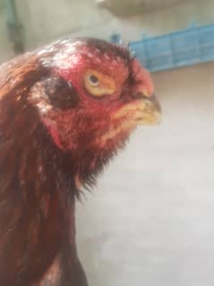 Aseel Parrot Beak Qnadhari Kandhari Hen