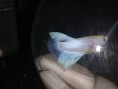 male betta fish for sale 1000