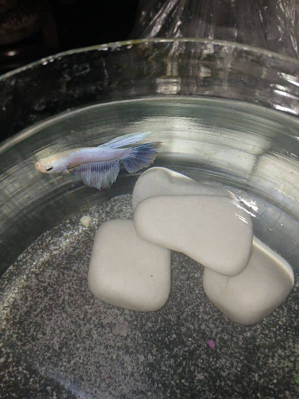 male betta fish for sale 1000 1