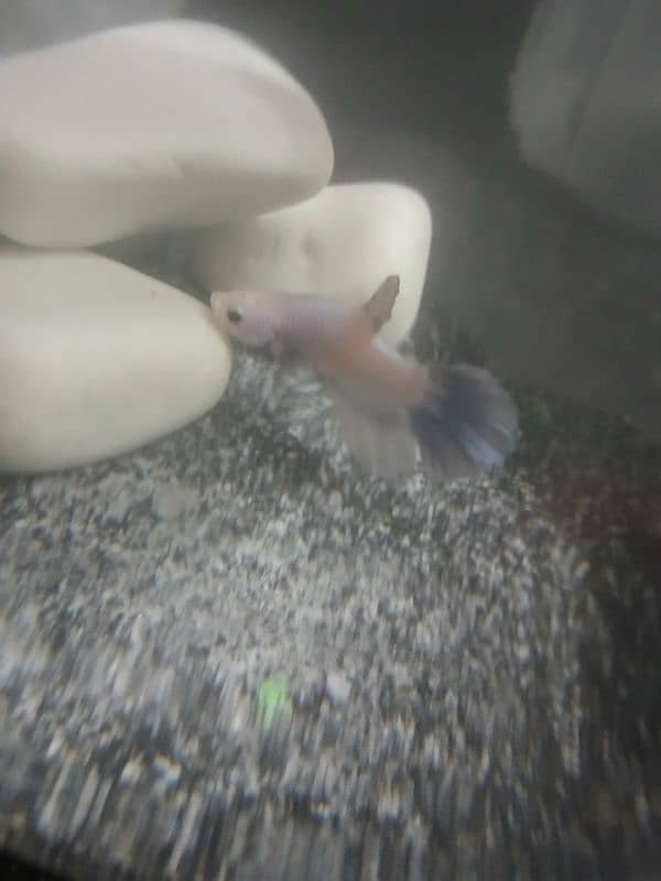 male betta fish for sale 1000 3