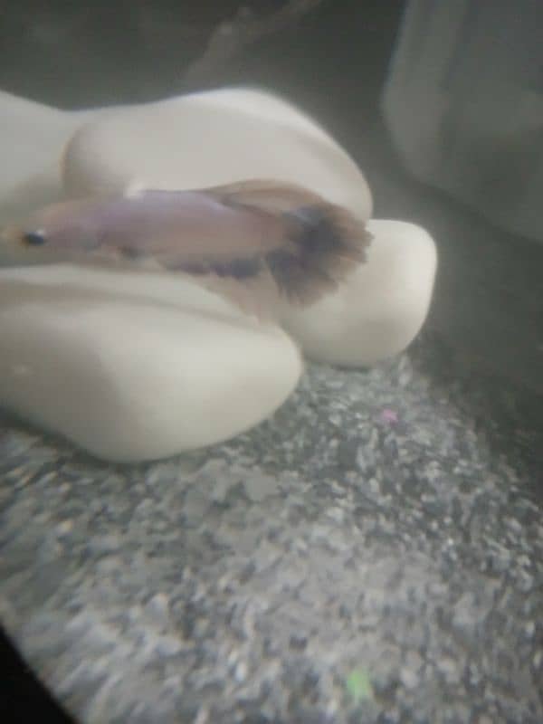 male betta fish for sale 1000 4