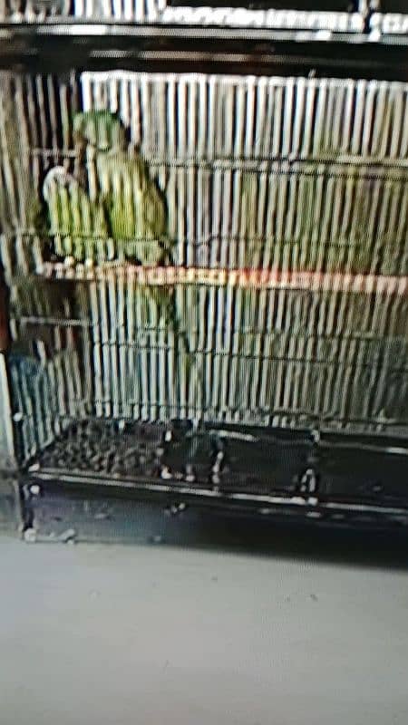 Raw parrots breeder pair 2