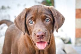 British Labrador