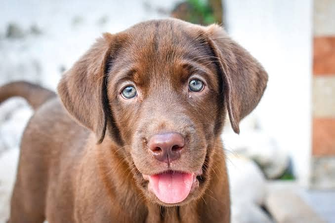 British Labrador 0