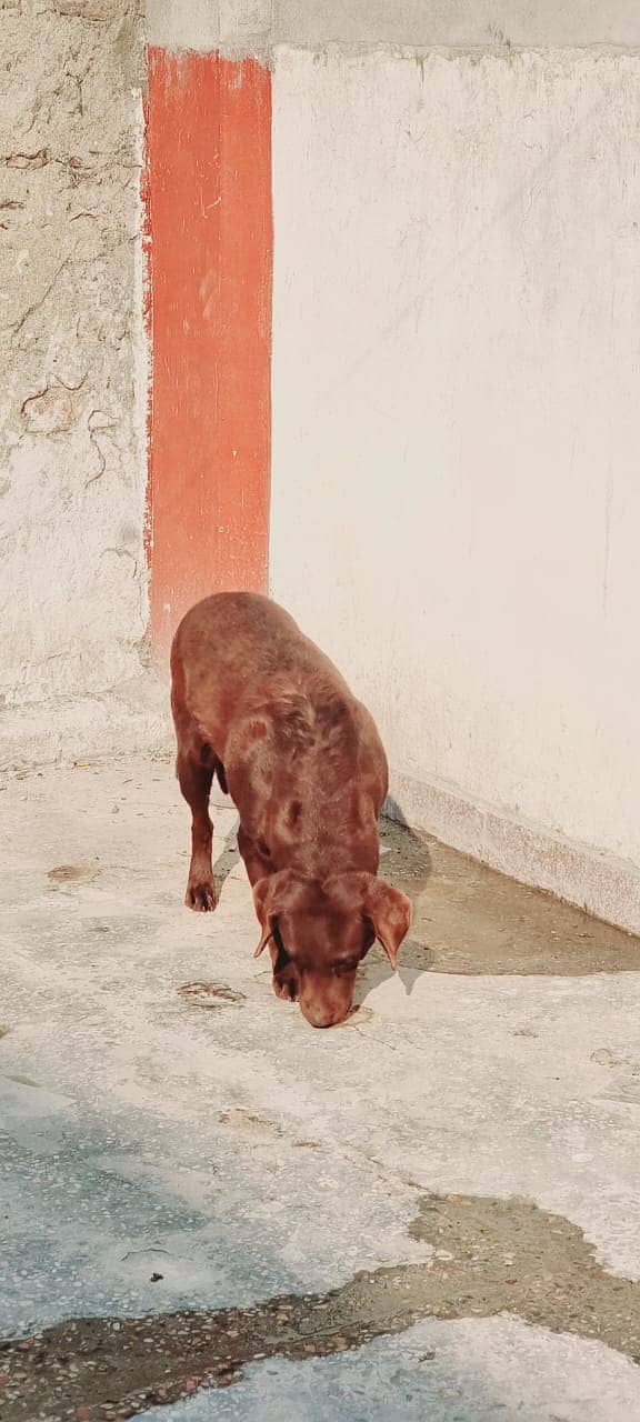 British Labrador 1