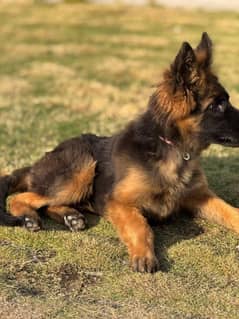 Pedigree German shepherd long coat  female available