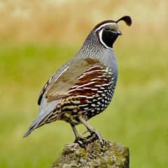 california quail