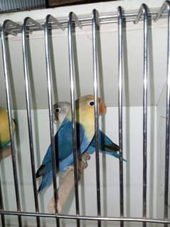 love bird