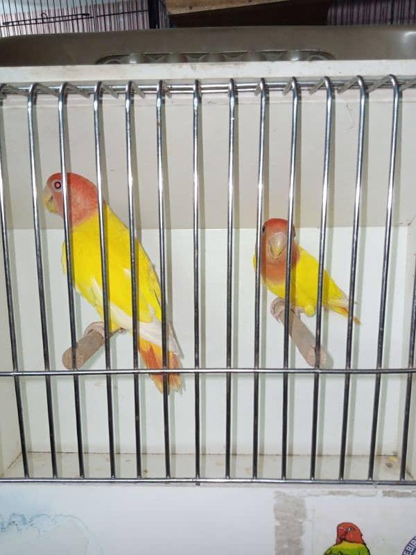 love bird 2