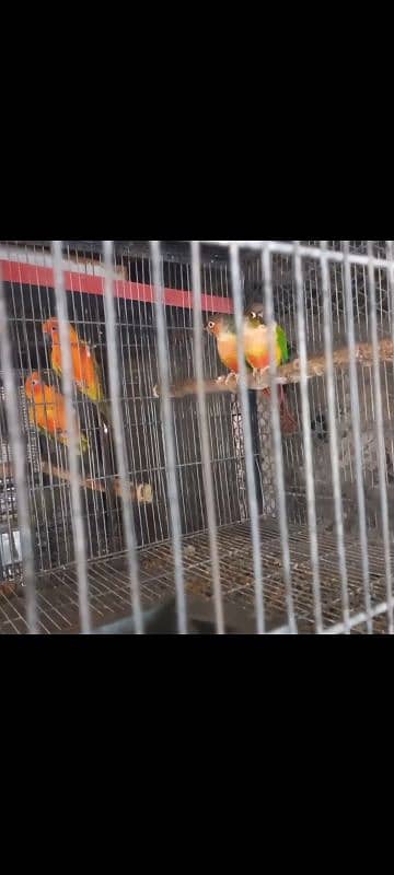 top quality red factor yellow sided n pineapple conure red factor pair 0