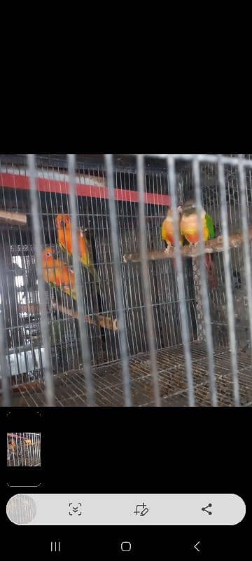 top quality red factor yellow sided n pineapple conure red factor pair 1