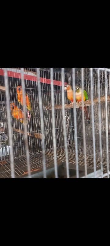 top quality red factor yellow sided n pineapple conure red factor pair 2