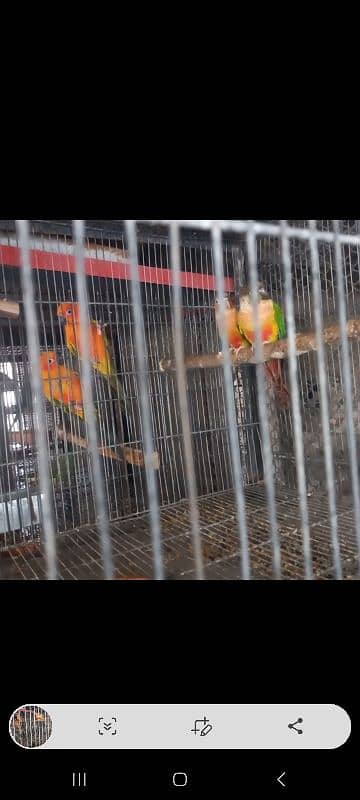 top quality red factor yellow sided n pineapple conure red factor pair 3