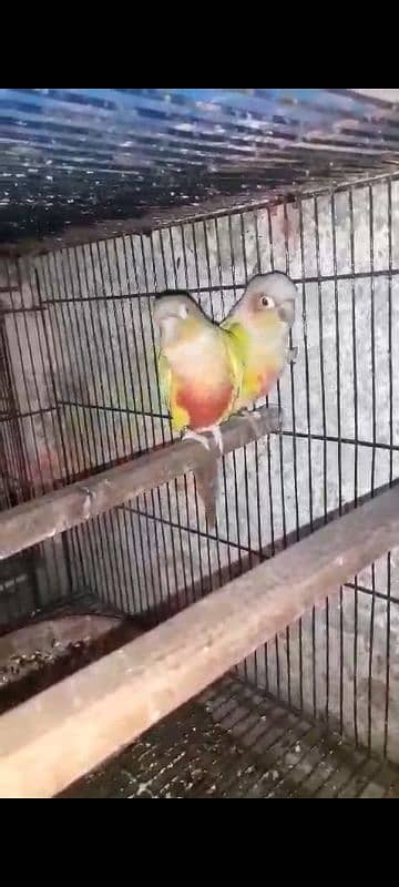 top quality red factor yellow sided n pineapple conure red factor pair 4