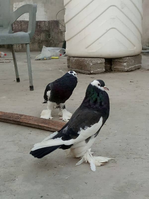 Pegion / kabootar / kabutar breeder /pigeon / fancy kabutat/kabootar 0