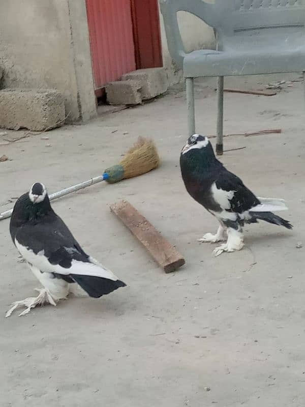 Pegion / kabootar / kabutar breeder /pigeon / fancy kabutat/kabootar 1