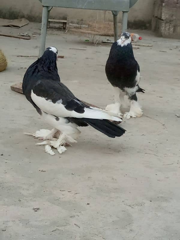 Pegion / kabootar / kabutar breeder /pigeon / fancy kabutat/kabootar 2