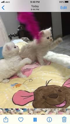 Pure PERSIAN Triple Coated Kittens are Available for Sale