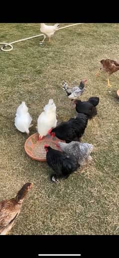 Bantam Pairs for sale