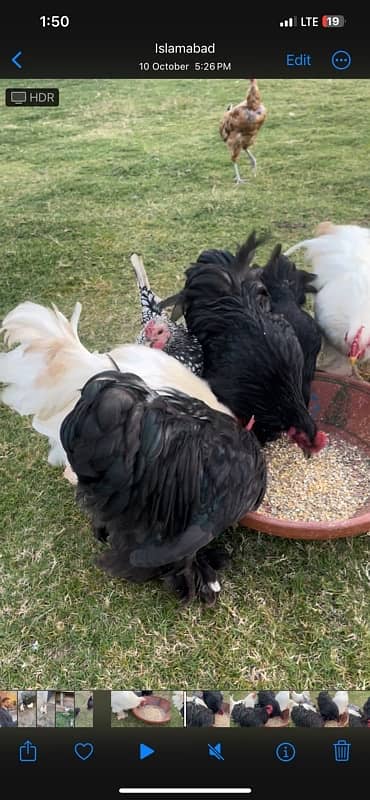 Bantam Pairs for sale 1