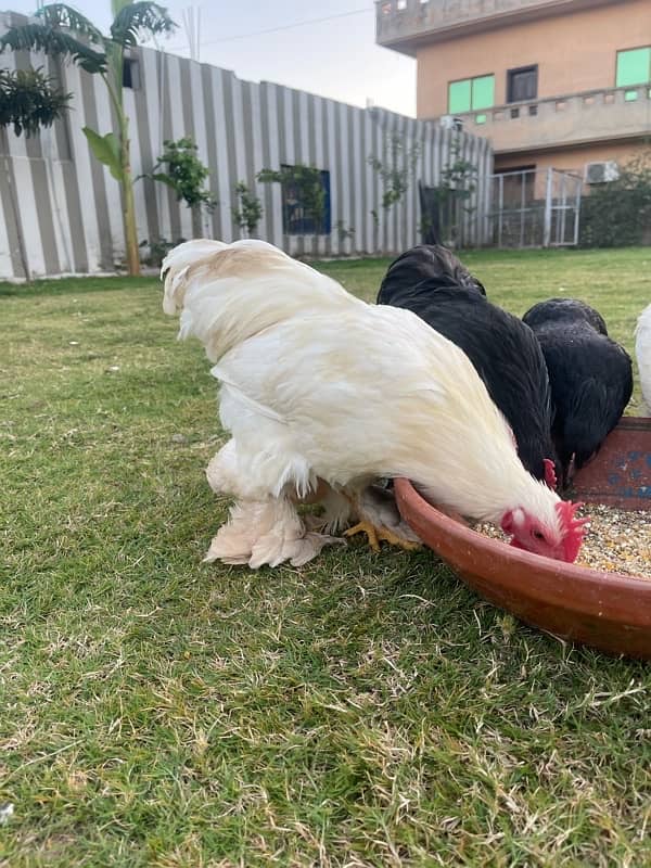 Bantam Pairs for sale 2